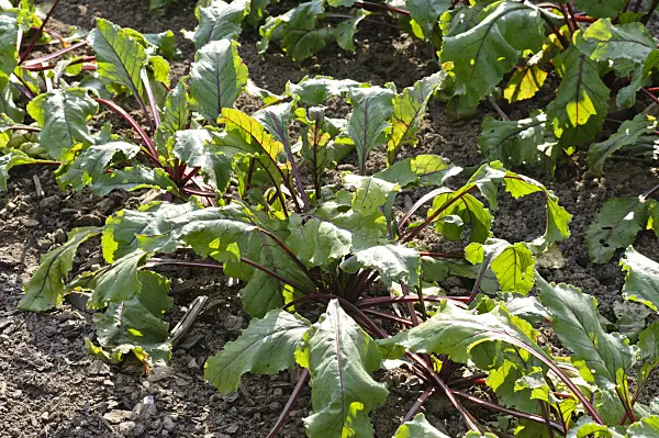 475087 - Red beet (Beta vulgaris var. conditiva 'Pablo')