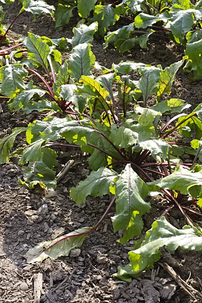 475088 - Red beet (Beta vulgaris var. conditiva 'Pablo')