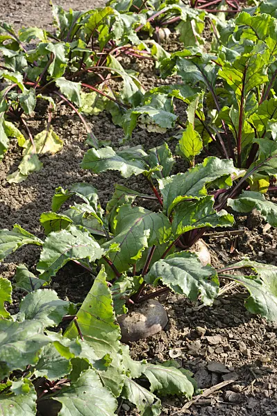 475089 - Red beet (Beta vulgaris var. conditiva 'Pablo')