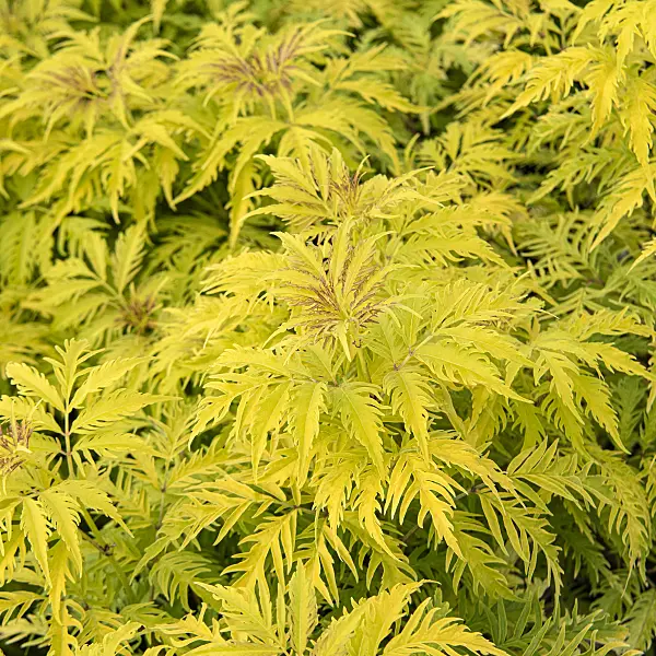 616346 - Red-berried elder (Sambucus racemosa 'Sutherland Gold')