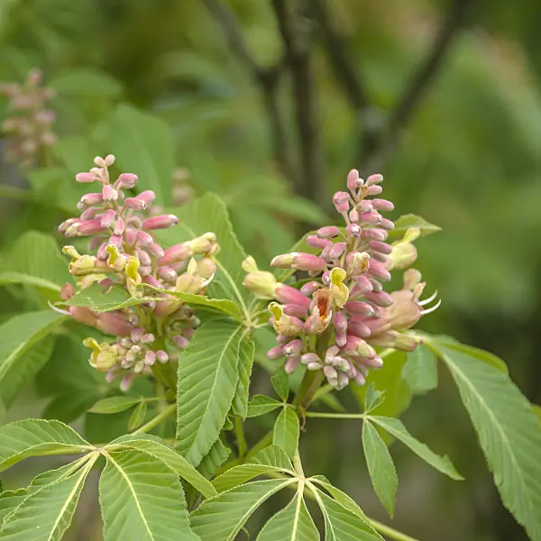 575012 - Red buckeye (Aesculus pavia 'Koehnei')
