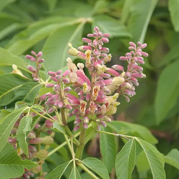 535256 - Red buckeye (Aesculus pavia 'Rosea Nana')
