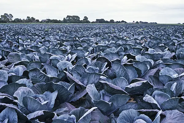 428291 - Red cabbage (Brassica oleracea var. capitata f. rubra)