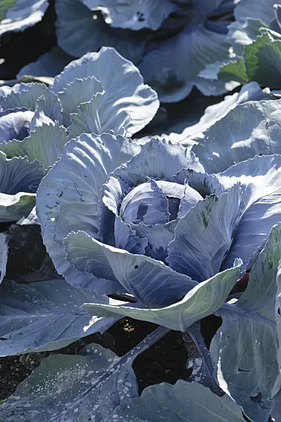 475077 - Red cabbage (Brassica oleracea var. capitata f. rubra)