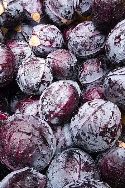 672046 - Red cabbage (Brassica oleracea var. capitata f. rubra)