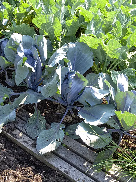 439286 - Red cabbage (Brassica oleracea var. capitata f. rubra) and cauliflower (Brassica oleracea var. botrytis)