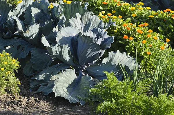 570068 - Red cabbage (Brassica oleracea var. capitata f. rubra) and pot marigold (Calendula officinalis)