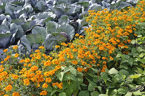 487267 - Red cabbage (Brassica oleracea var. capitata f. rubra), French marigold (Tagetes patula 'Sunburst Orange') and green bean (Phaseolus vulgaris)