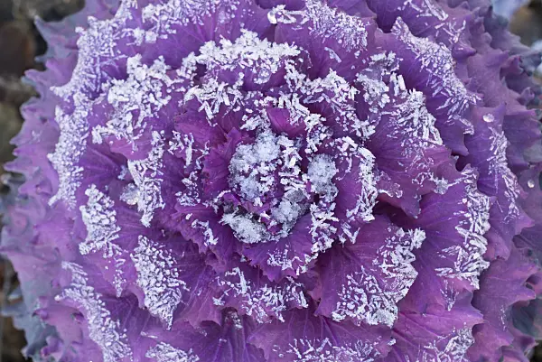 607269 - Red cabbage (Brassica oleracea var. capitata f. rubra) with hoar frost