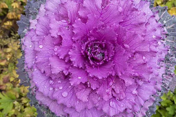 607261 - Red cabbage (Brassica oleracea var. capitata f. rubra) with rain drops