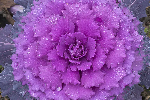 607267 - Red cabbage (Brassica oleracea var. capitata f. rubra) with rain drops