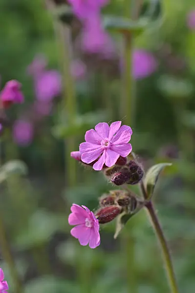 471301 - Red campion (Lychnis dioica syn. Silene dioica)