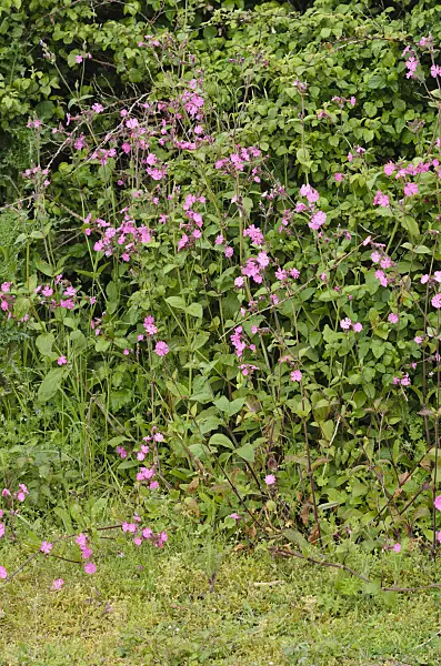 533386 - Red campion (Lychnis dioica syn. Silene dioica)