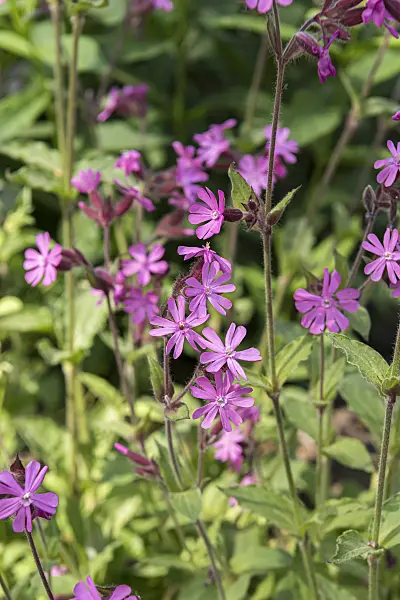 651527 - Red campion (Lychnis dioica syn. Silene dioica)