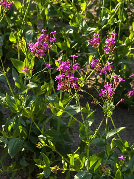 461133 - Red campion (Silene armeria)