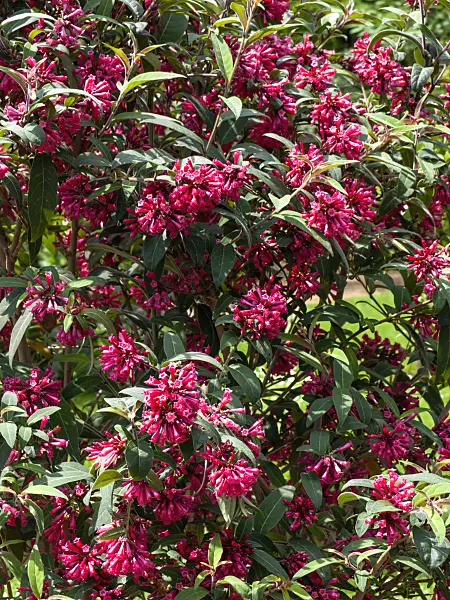437425 - Red cestrum (Cestrum elegans)
