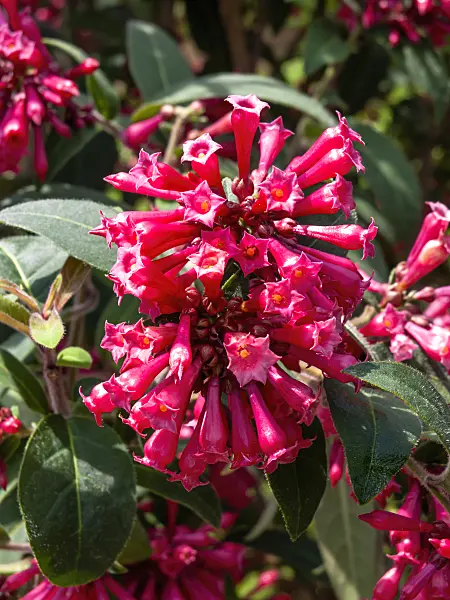437427 - Red cestrum (Cestrum elegans)
