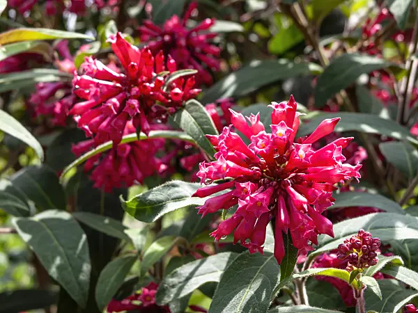 437428 - Red cestrum (Cestrum elegans)