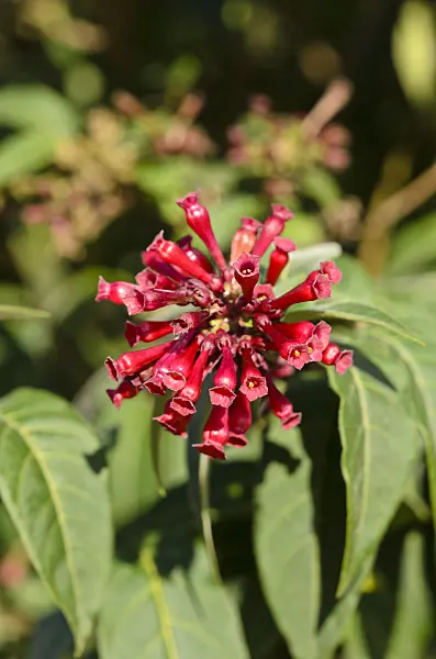 535070 - Red cestrum (Cestrum elegans)
