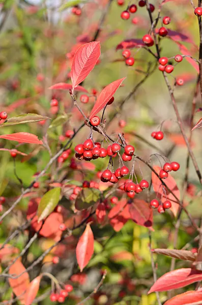 525273 - Red chokeberry (Aronia arbutifolia)