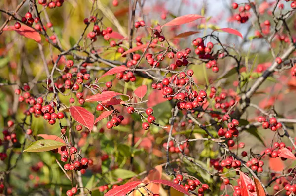 525274 - Red chokeberry (Aronia arbutifolia)