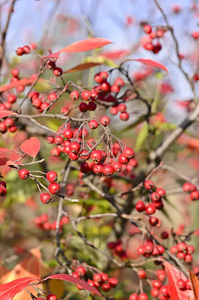 525275 - Red chokeberry (Aronia arbutifolia)