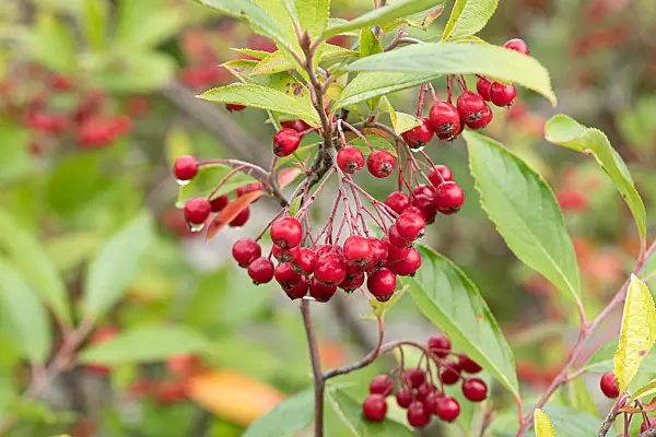 664039 - Red chokeberry (Aronia arbutifolia)