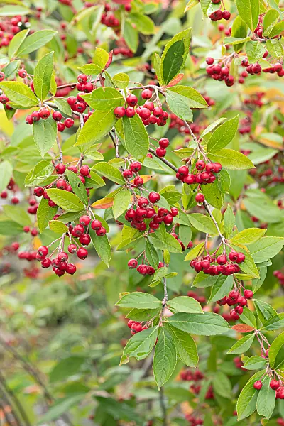 664040 - Red chokeberry (Aronia arbutifolia)