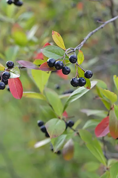 476192 - Red chokeberry (Photinia arbutifolia syn. Aronia arbutifolia)