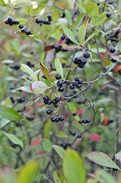 476193 - Red chokeberry (Photinia arbutifolia syn. Aronia arbutifolia)