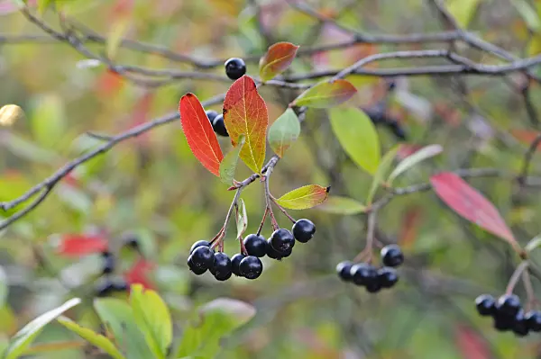 476194 - Red chokeberry (Photinia arbutifolia syn. Aronia arbutifolia)
