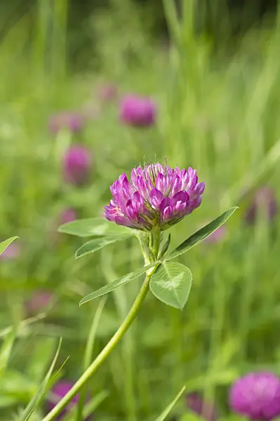 510032 - Red clover (Trifolium pratense)