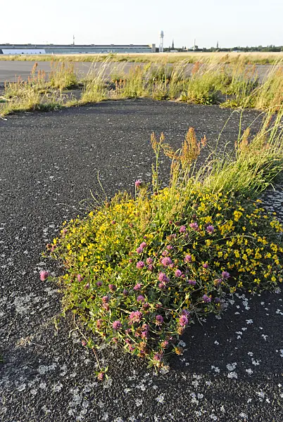 534146 - Red clover (Trifolium pratense), common bird's-foot-trefoil (Lotus corniculatus) and sour dock (Rumex acetosa) at former Berlin Tempelhof Airport, Tempelhofer Freiheit, Berlin, Germany