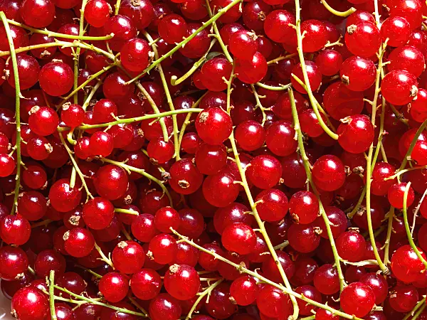 440261 - Red currant (Ribes rubrum)