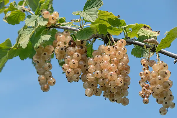 664384 - Red currant (Ribes rubrum 'Blanka')