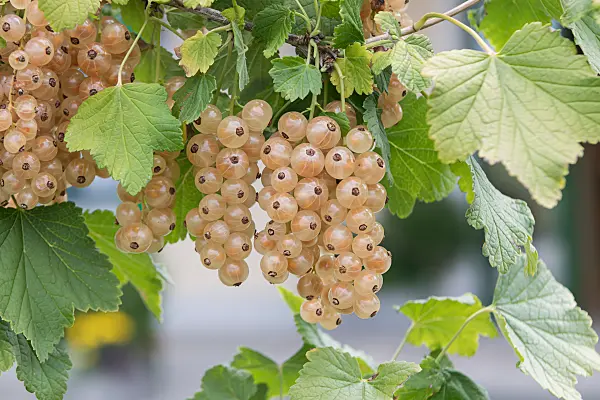 664385 - Red currant (Ribes rubrum 'Blanka')