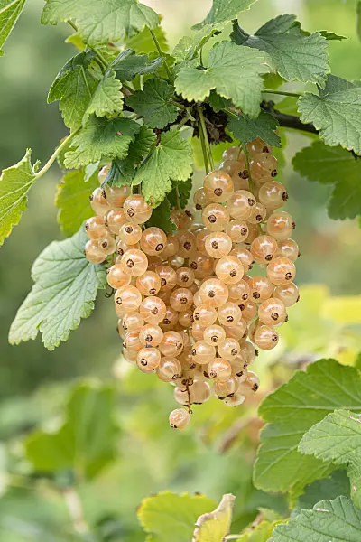 664386 - Red currant (Ribes rubrum 'Blanka')