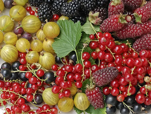 454007 - Red currant (Ribes rubrum), gooseberry (Ribes uva-crispa) and blackberry (Rubus fruticosus)