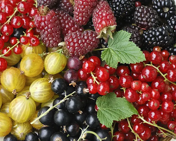 454108 - Red currant (Ribes rubrum), gooseberry (Ribes uva-crispa) and blackberry (Rubus fruticosus)