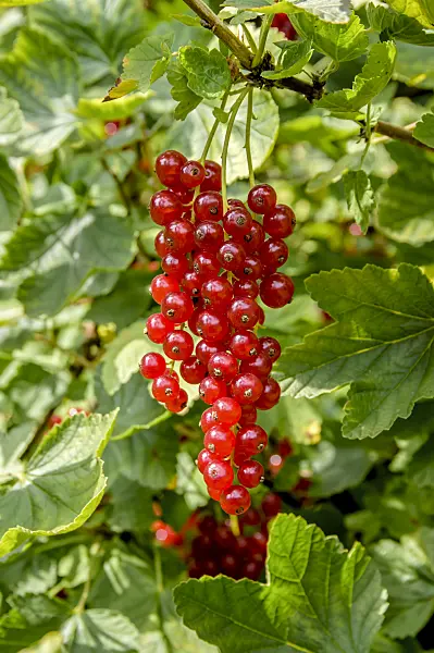 593184 - Red currant (Ribes rubrum 'Heinemanns Rote Spätlese')