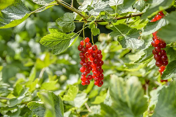 593185 - Red currant (Ribes rubrum 'Heinemanns Rote Spätlese')