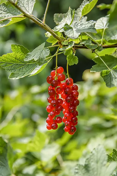 593186 - Red currant (Ribes rubrum 'Heinemanns Rote Spätlese')