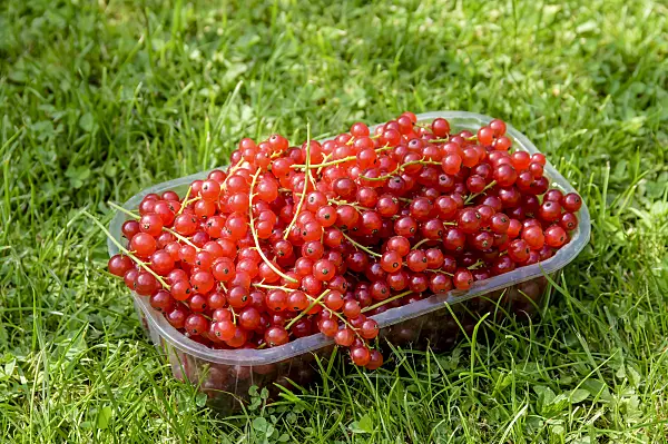 593188 - Red currant (Ribes rubrum 'Heinemanns Rote Spätlese')