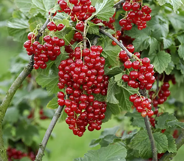 454076 - Red currant (Ribes rubrum 'Herosta')