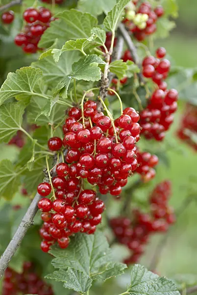 517374 - Red currant (Ribes rubrum 'Herosta')
