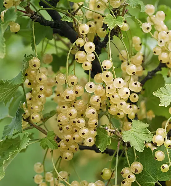 454077 - Red currant (Ribes rubrum 'Primus')
