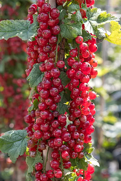 664387 - Red currant (Ribes rubrum 'Redpoll')