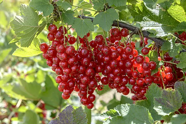 558233 - Red currant (Ribes rubrum 'Rolan')