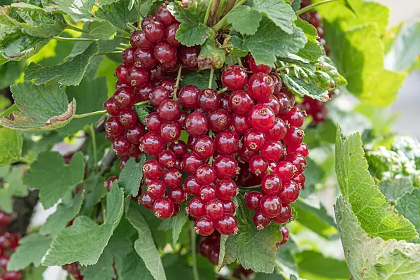 664388 - Red currant (Ribes rubrum 'Roodneus')