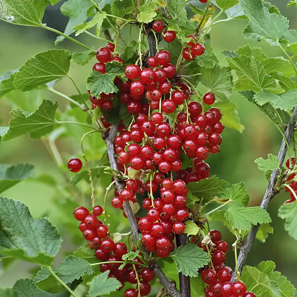 454078 - Red currant (Ribes rubrum 'Rote Vierländer')